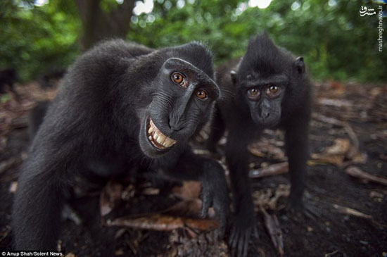 ذوق زدگی میمونها از دیدن دوربین!