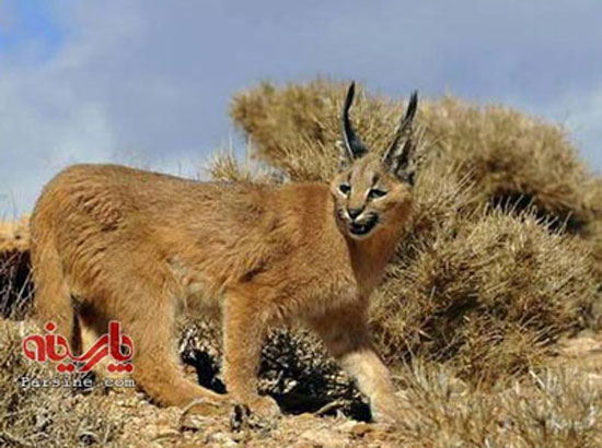 «کاراکال» گربه ایرانی در حال انقراض +عکس