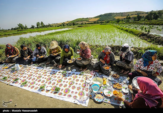 پایان فصل نشاکاری برنج در گرگان