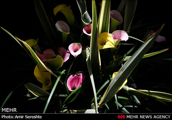 عکس: نمایشگاه گل و گیاه کرج