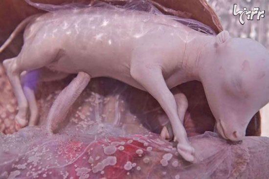 تصاویر شگفت انگیز حیوانات قبل از تولد