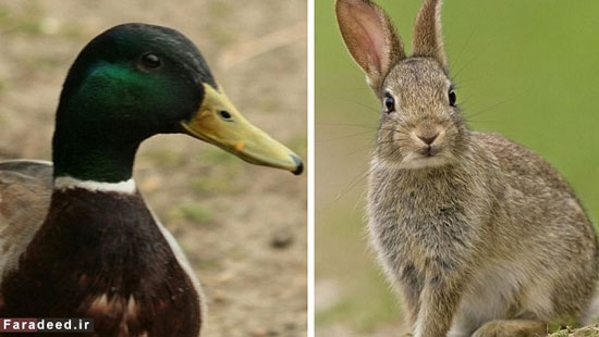 معمای 100 ساله خرگوش و اردک!