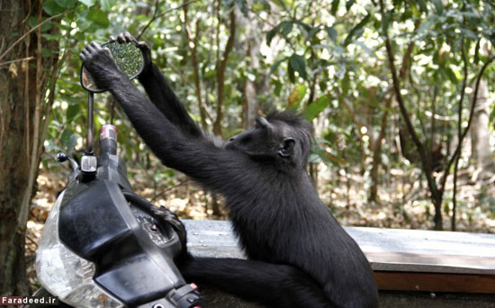 عکس: میمون شگفت زده و آینه بغل!