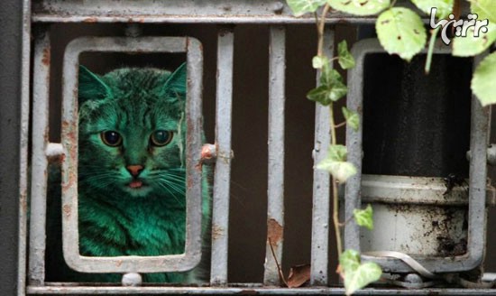 تصاویر شگفت انگیز حیوانات به انتخاب «تایم»
