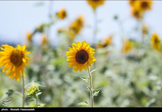 مزارع زیبای آفتابگردان