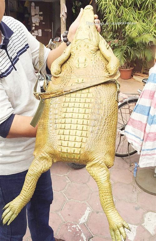 کیف پوست تمساح غیرعادی! +عکس
