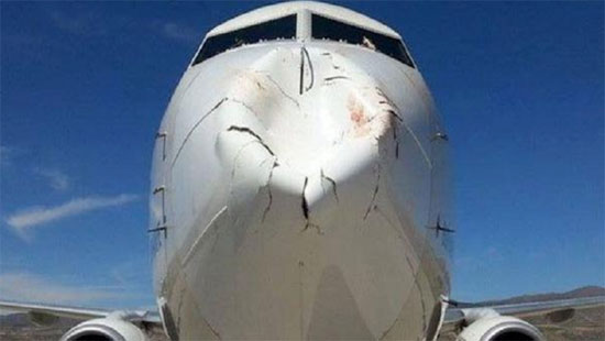 تصاویری از شاخ به شاخ شدن هواپیما و پرنده