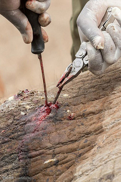 نجات فیل زخمی از مرگ حتمی +عکس