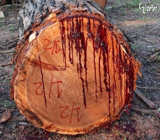 اگر این درخت را زخمی کنید خونریزی می‌کند