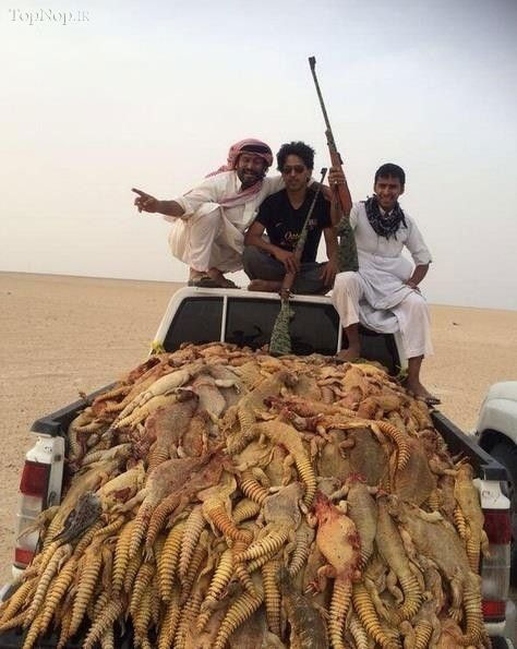 قتل عام سوسمار ها در عربستان! +عکس