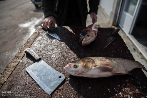 عکس: بازار ماهی فروشان ساری