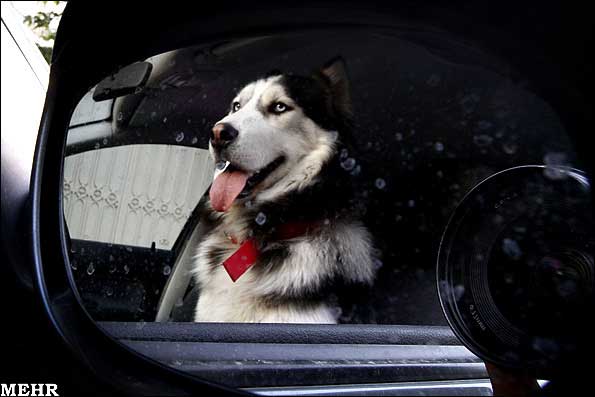 جریمه رانندگی با سگ، 20 هزار تومان /عکس
