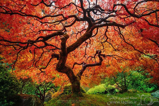 به نام پاییز هزار رنگ
