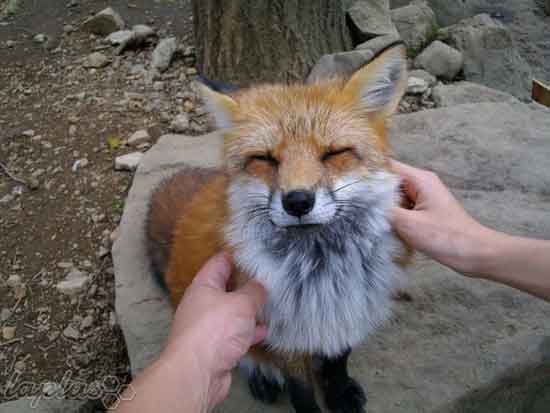 دهکده هیجان انگیز روباه ها در ژاپن +عکس