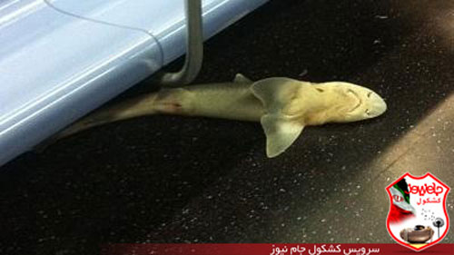 جنجال کوسه مرده در مترو! +عکس