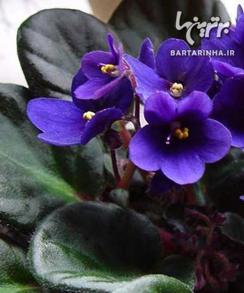 مراقبت از گیاهان در طول مسافرت