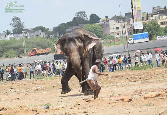 حمله فیل سیرک به مردم