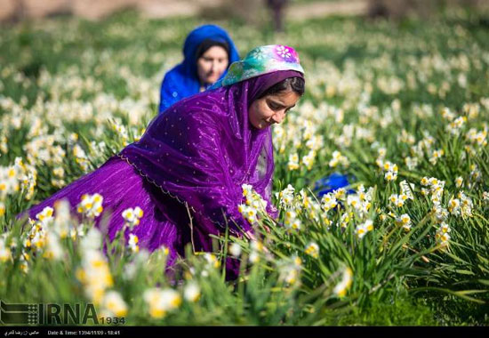 عکس: جشن گل نرگس در روستای جره