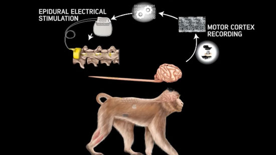 درمان میمون فلج با اتصال بی‌سیم مغز به نخاع