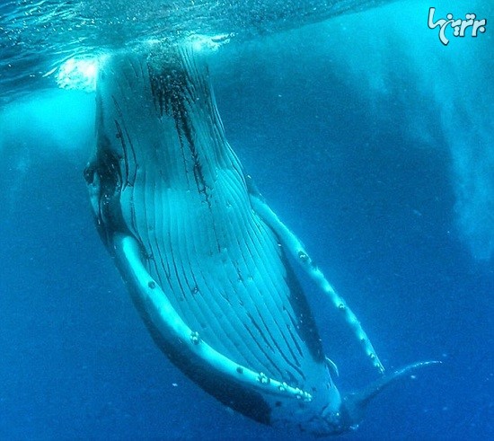 سلفی با نهنگ های 15 متری