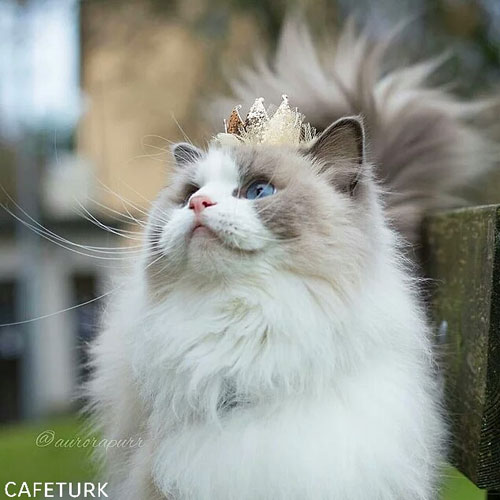 پرنسسی مشهور از دسته گربه سانان!
