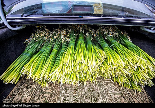 عکس‌های برداشت گل نرگس از مازندران دل‌تان را می‌برد