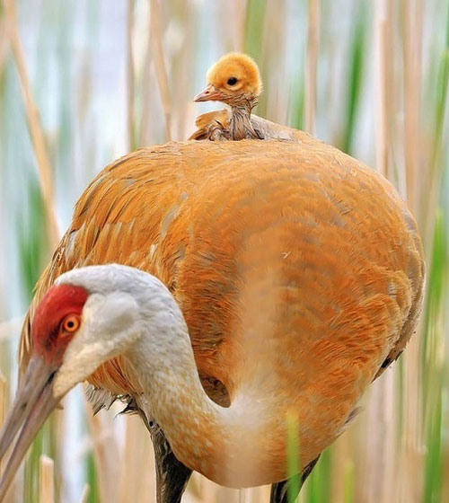 تصاویری از عشق مادرانه در پرندگان