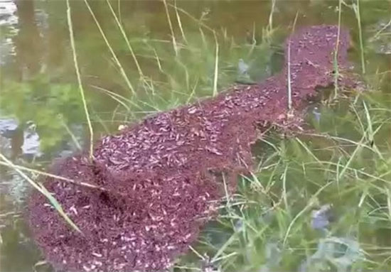 روش جالب مورچه‌ها برای زنده‌ ماندن +عکس