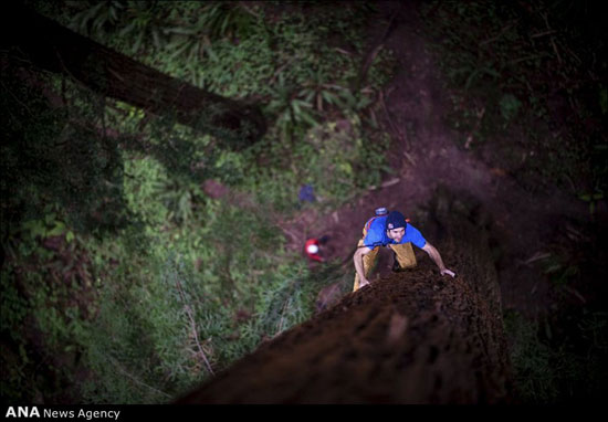 صعود از بلندترین درختان آمریکا +عکس