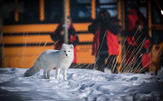 تجارت تراژیک روباه قطبی +عکس