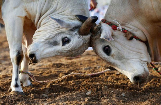 عکس: نبرد گاوها در امارات