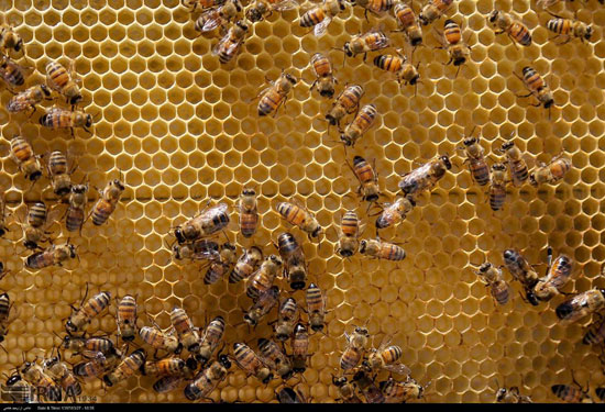 مزرعه پرورش زنبور عسل‎ در بجنورد