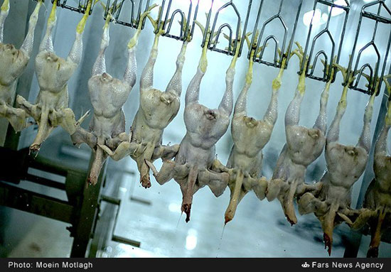 عکس: کشتارگاه مرغ ها
