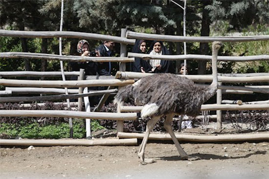 باغ پرندگان تهران؛ تماشای هزاران پرنده در پایتخت