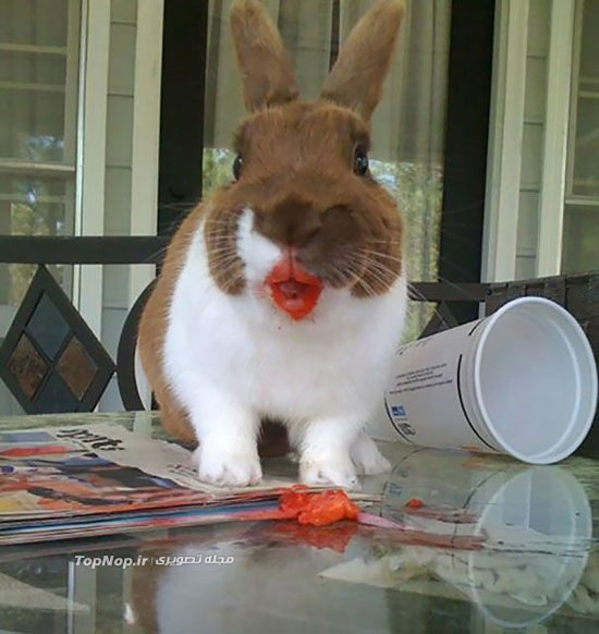 وقتی حیوانات توت فرنگی می خورند! +عکس