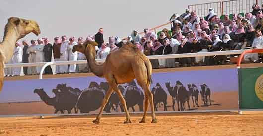 عکس: ملکه زیبایی شتر ها در عربستان!