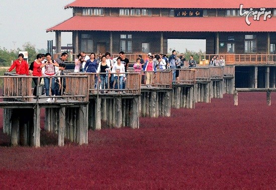 ساحل سرخ پانجین در چین