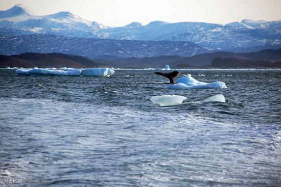 عکس: آب شدن یخ ها در گرینلند‎