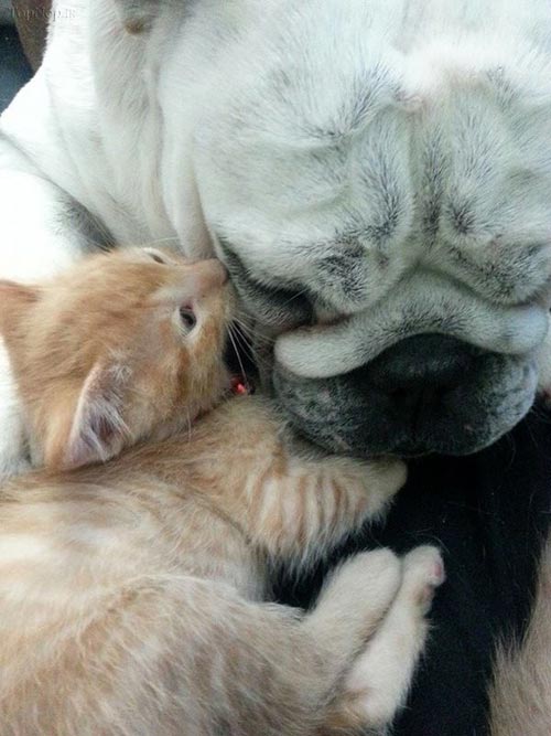 سگ دلسوز مادر گربه های یتیم +عکس