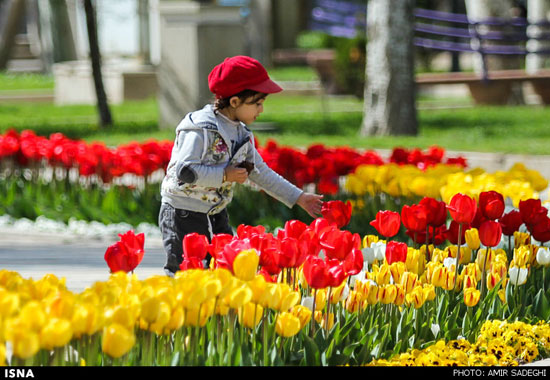 عکس: به رنگ لاله ها