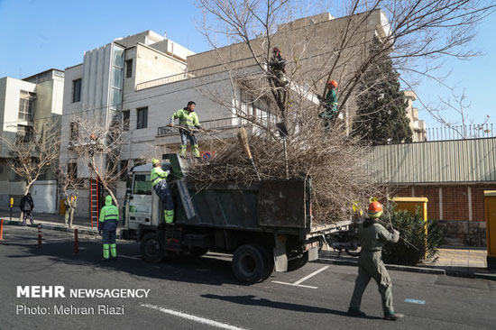 هرس زمستانه درختان تهران
