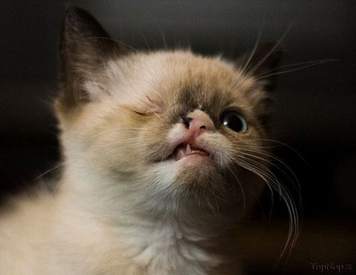عکس: گربه تک چشم پدیده اینترنتی شد!