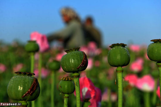 عکس: کشت تریاک در افغانستان