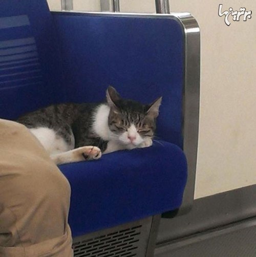 مسافر عجیب و غریب متروی توکیو! +عکس