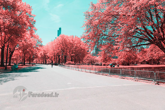 پارک مرکزی نیویورک سرخ شد!