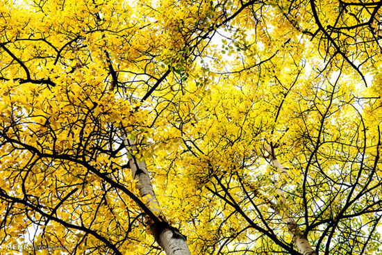 عکس: فصل پاییز در پارک ملی دنالی‎