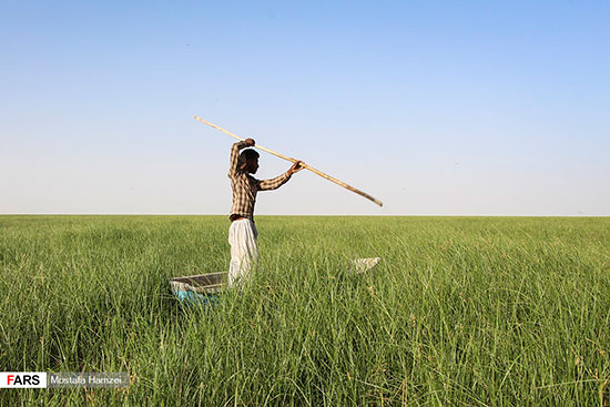 حالِ خوبِ «هامون»