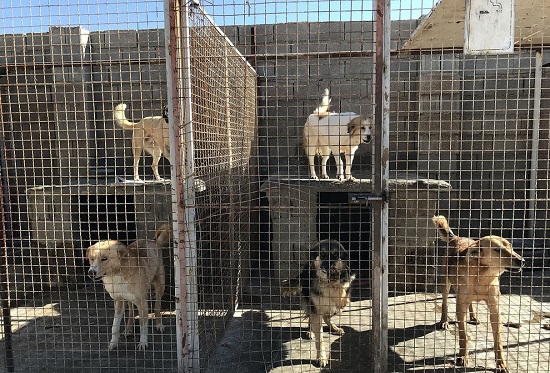 پناهگاه سگ‌ها در شیراز