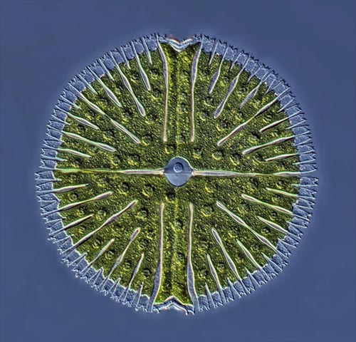 برترین تصاویر میکروسکوپی سال 2012