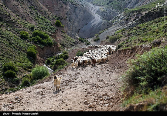 تصاویری از فصل دوشیدن دام در «چپانلو»